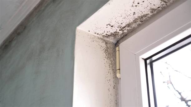 Best Mold Remediation for Healthcare Facilities  in Mineral Ridge, OH