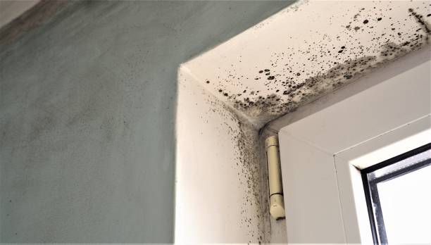 Best Air Quality Testing for Mold Spores  in Mineral Ridge, OH