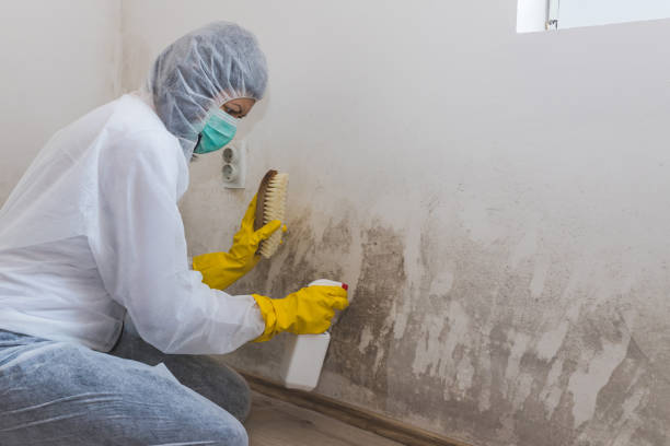 Best Basement Mold Removal  in Mineral Ridge, OH