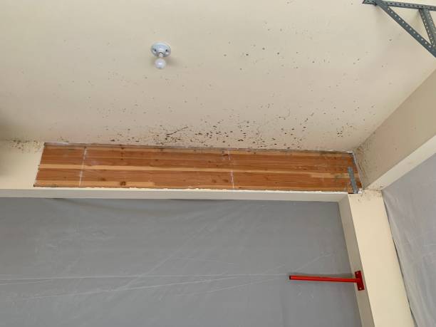 Best Mold Remediation for Healthcare Facilities  in Mineral Ridge, OH